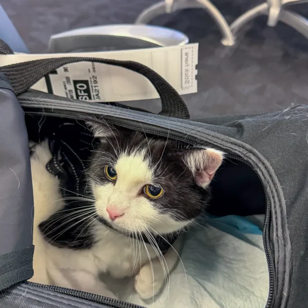 Ziva the cat traveling in her carrier with Cabin Companions