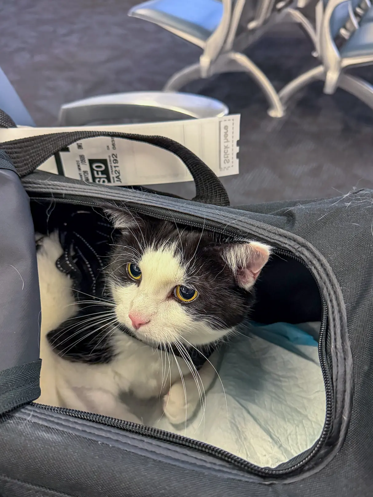 Ziva the cat in her carrier during a Cabin Companions journey