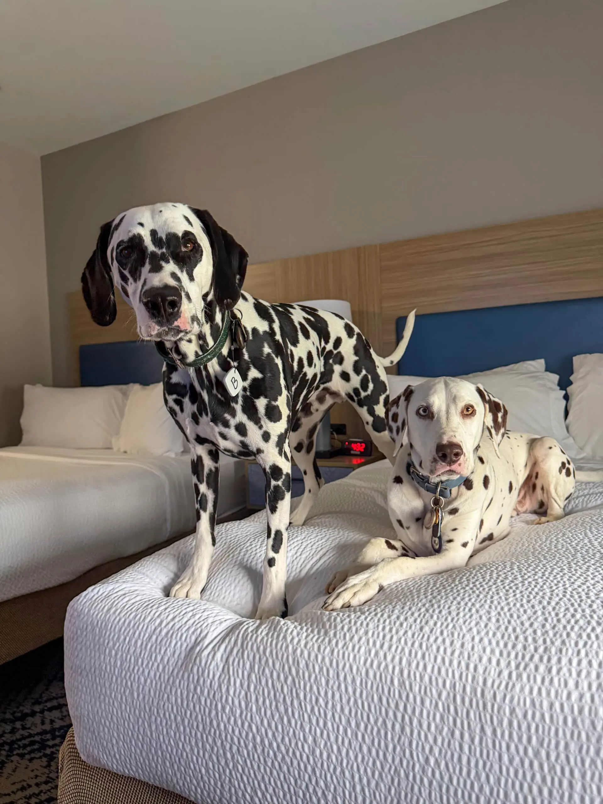 Two Dalmatians relaxing during an overnight Cabin Companions ground journey