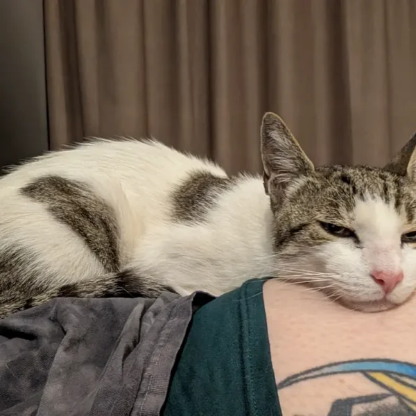 Little One the cat sleeping on Natascha's arm during their journey with Cabin Companions.