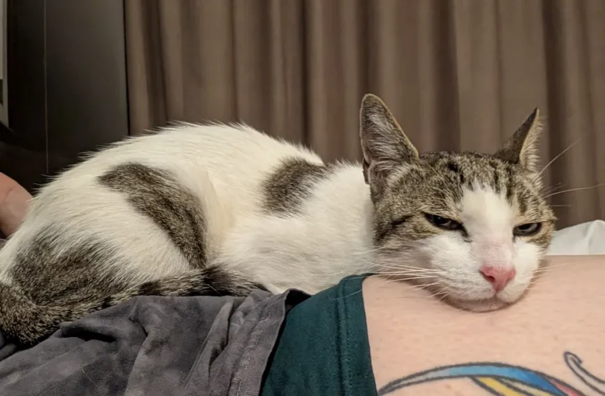 Little One the cat sleeping on Natascha's arm during their journey with Cabin Companions.