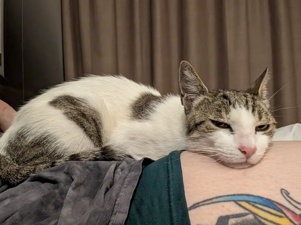 Little One the cat sleeping on Natascha's arm during their journey with Cabin Companions.