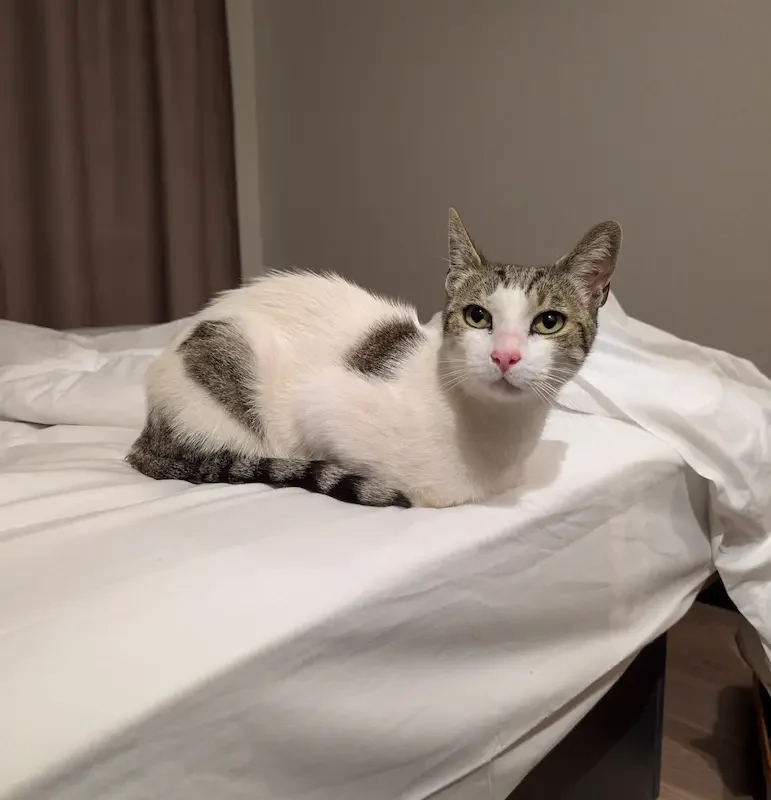 Little One the Cat Relaxing on a bed on a trip with Cabin Companions