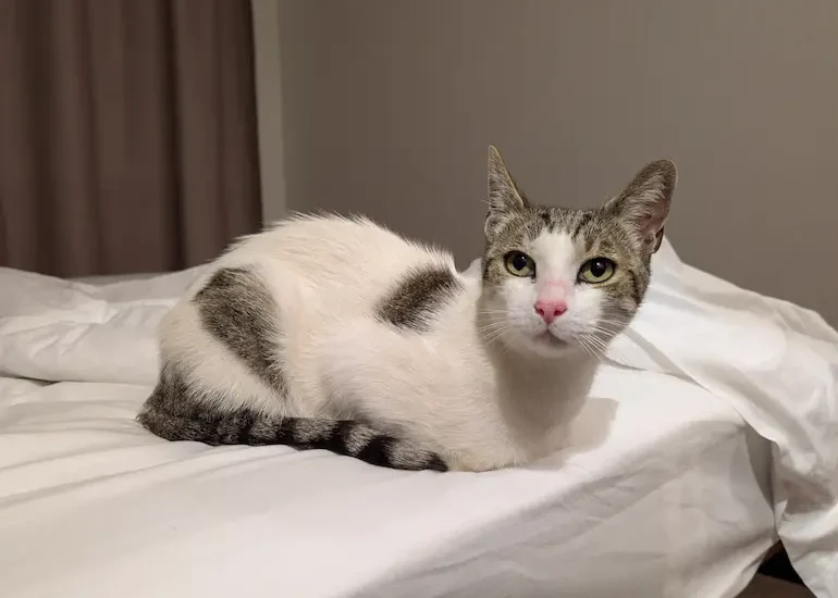 Little One the Cat Relaxing on a bed on a trip with Cabin Companions