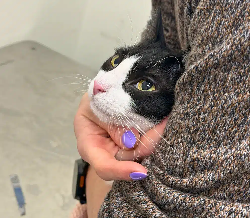 Luna the cat awaiting the return of her carrier during TSA inspection with Cabin Companions