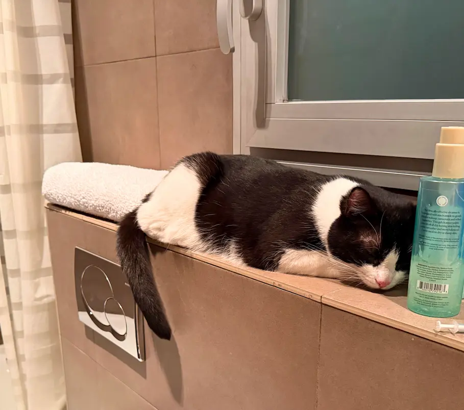 Luna snoozing on the bathroom counter in her new Barcelona home after traveling with Cabin Companions