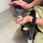 Monaco being gently held in a private room during TSA security screening at LAX airport with Cabin Companions