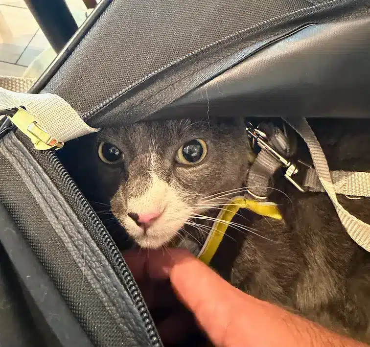 Monaco the cat traveling in his carrier with Cabin Companions