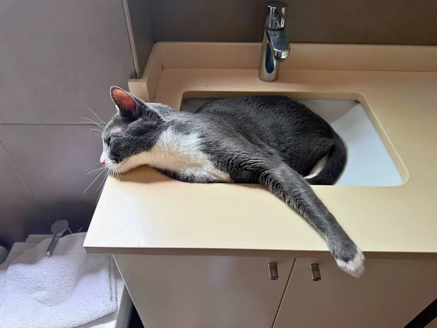Monaco relaxing in his new Barcelona home after traveling from Los Angeles with Cabin Companions