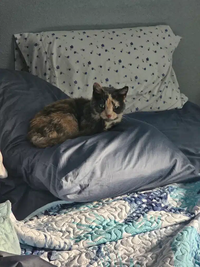 Callie the cat relaxing in her new Florida home after private ground transport with Cabin Companions
