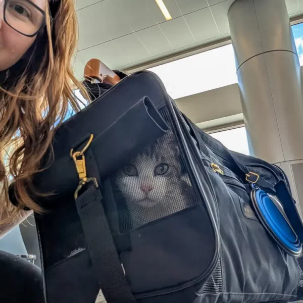 Veterinary technician traveling with a cat by airplane