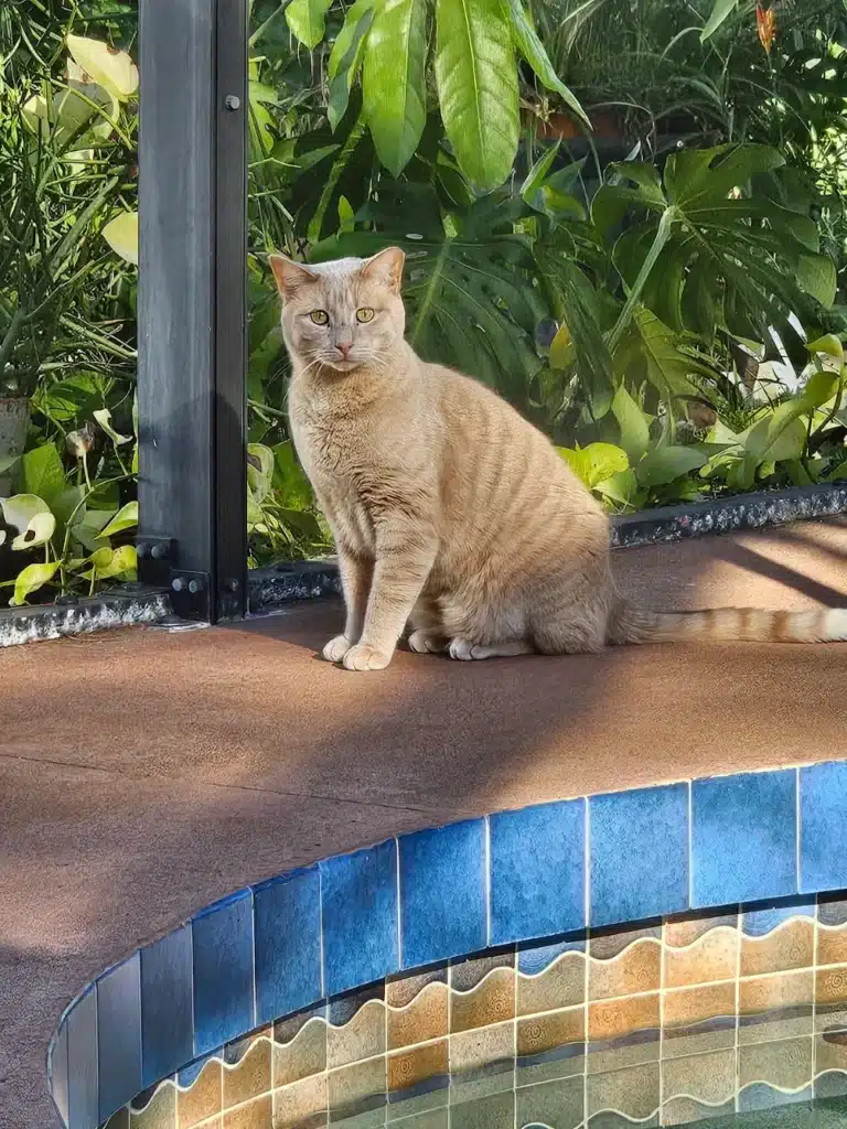 Charlie the feral cat stands outside in his new Florida home after ground transportation with Cabin Companions