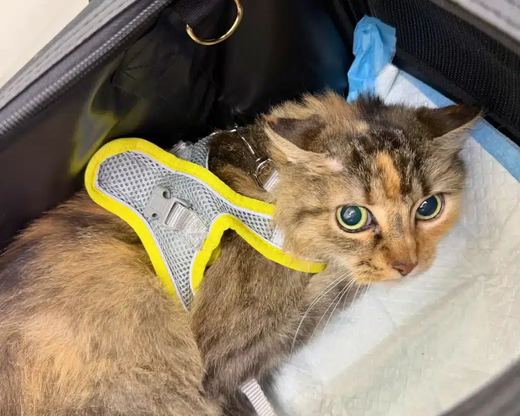 Diane the cat wearing her leash and harness in her cat carrier on her trip from Florida to Pennsylvania