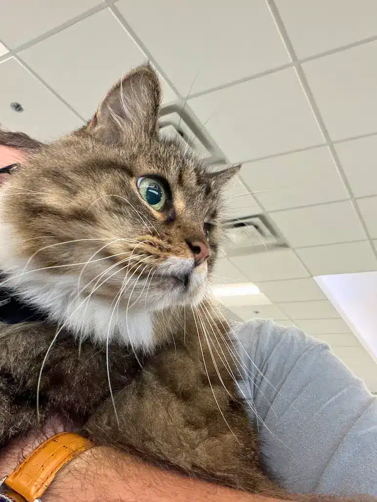 Jack the cat looking out from his carrier during a Cabin Companions airport journey