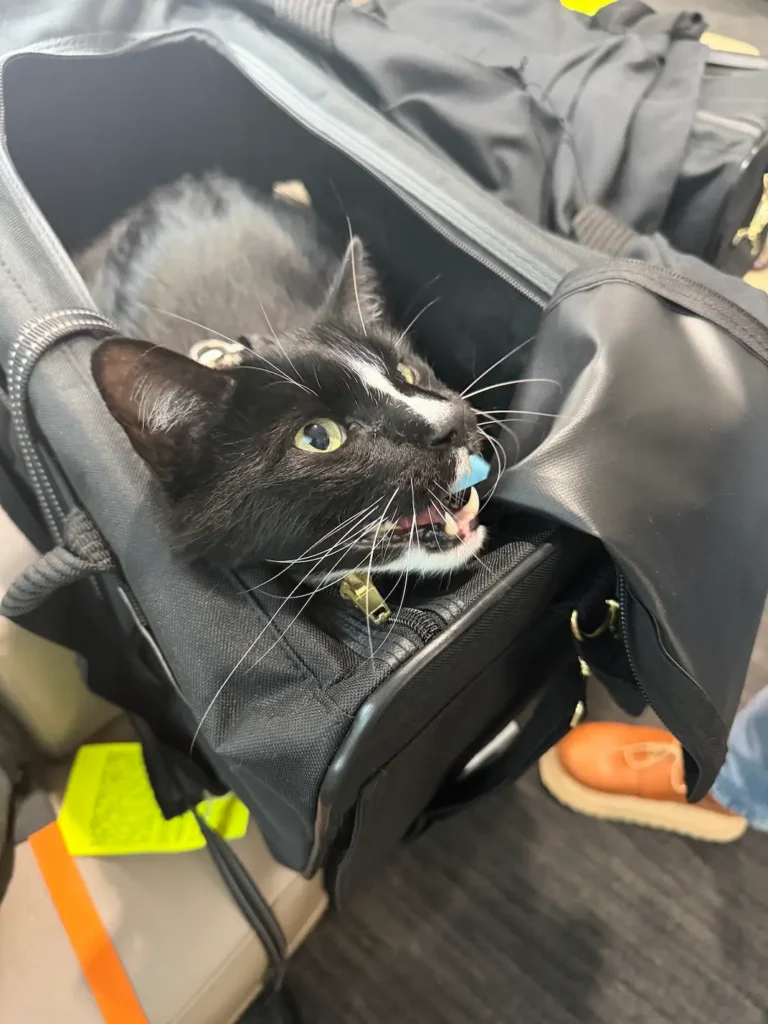 Sneakers asks for more Churu in the Houston airport during transport with Cabin Companions