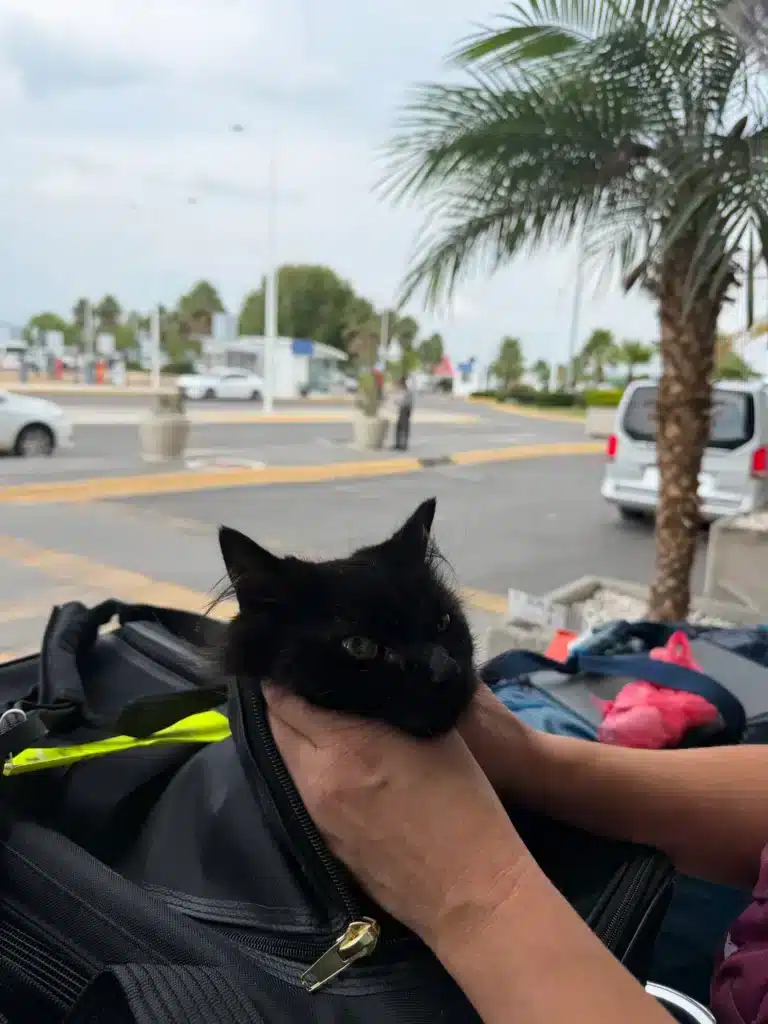 Tommy enjoys the fresh air in Mexico after going through customs