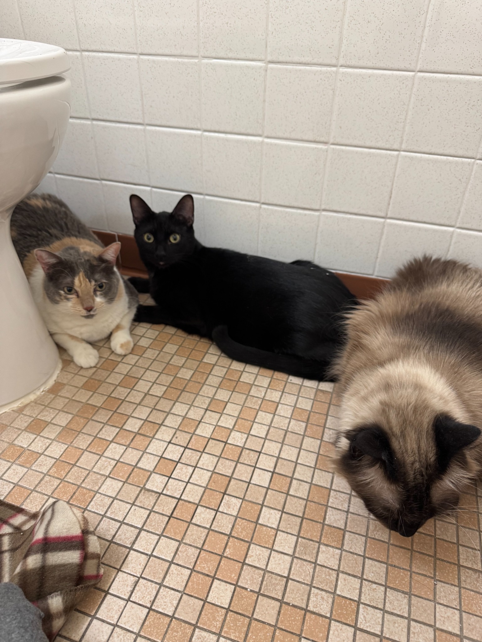 Three cats resting together in a hotel bathroom during their private ground journey from Fresno to Nashville