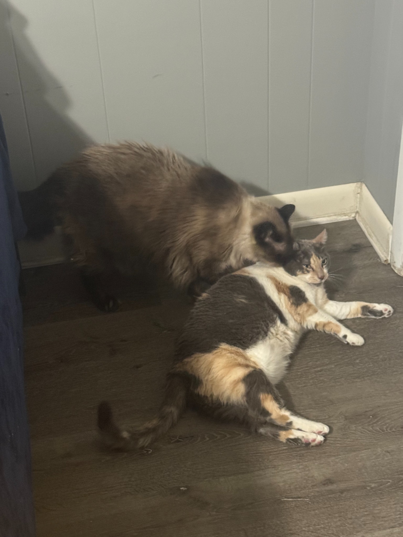 Two cats cuddling and grooming each other after their private ground journey from Fresno to Nashville