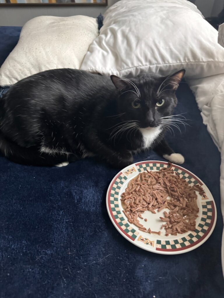 A tuxedo cat eating comfortably during a five-cat private ground journey