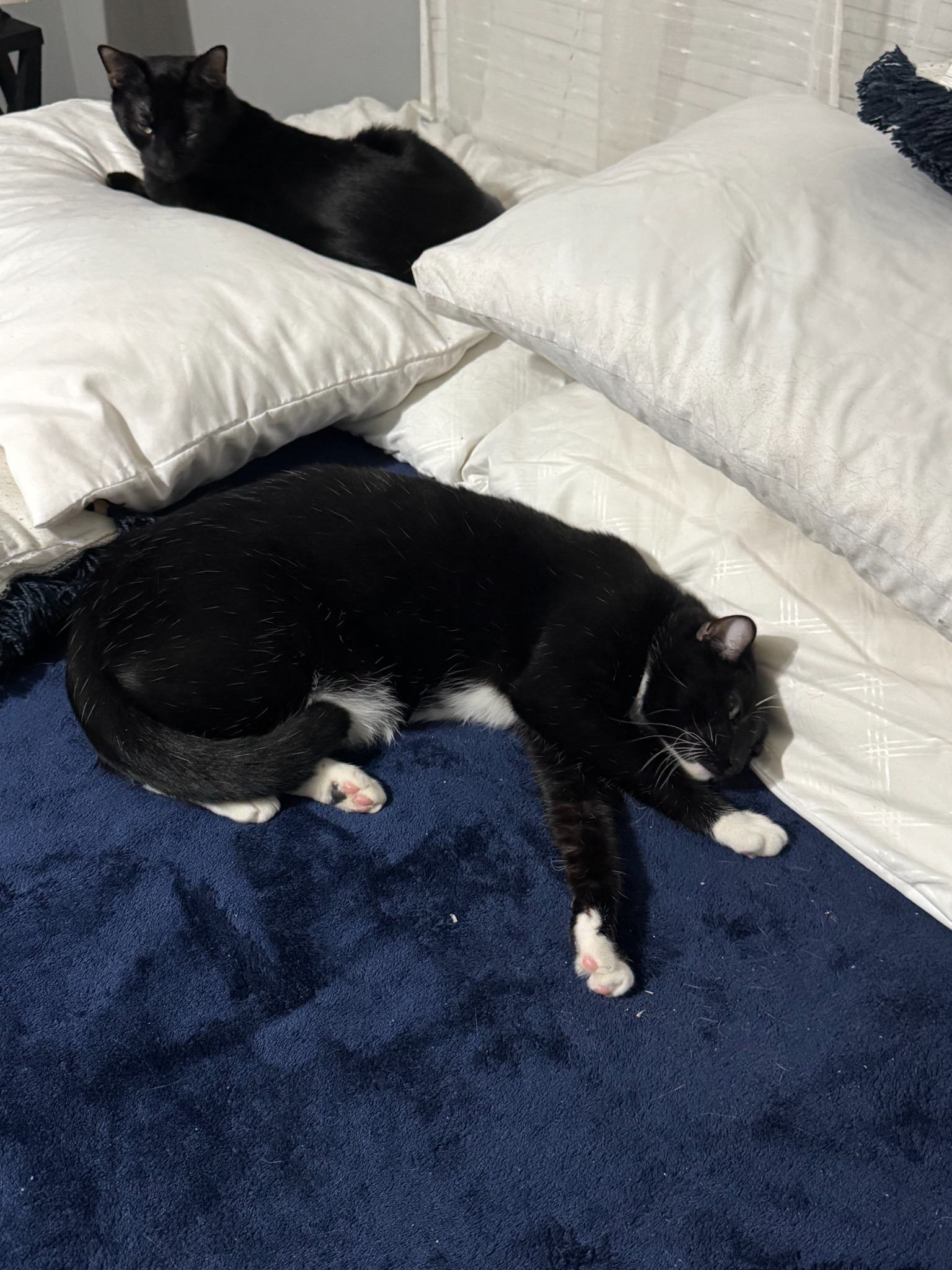 Two cats resting together among pillows after their private ground journey from Fresno to Nashville