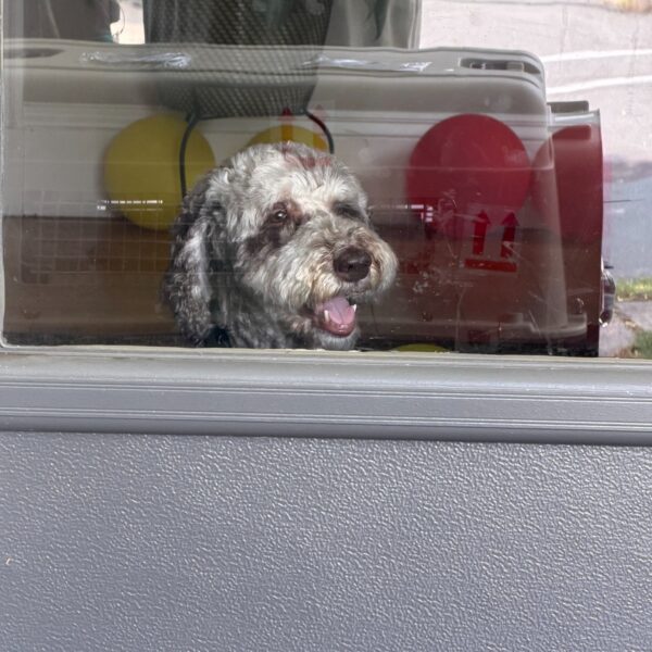 Teddy looking out from his airline travel crate before leaving for Boston Logan Airport