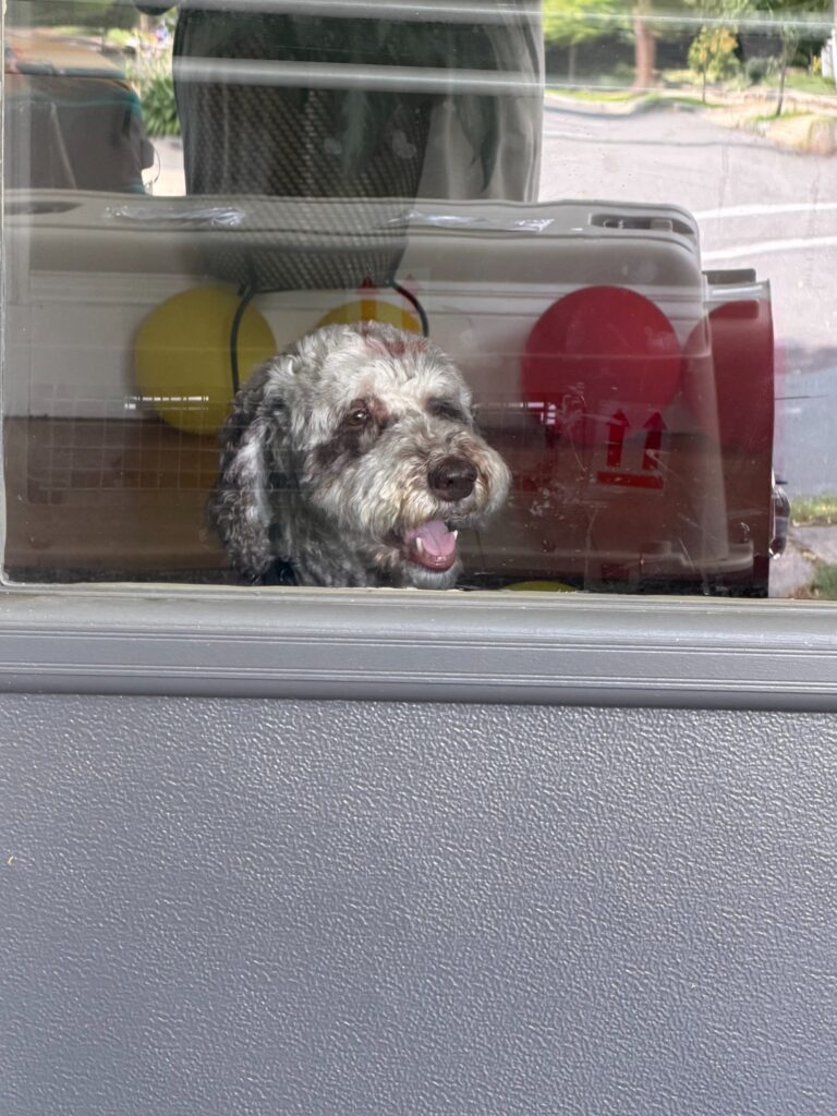 Teddy looking out from his airline travel crate before his escorted journey from Boston to Valencia