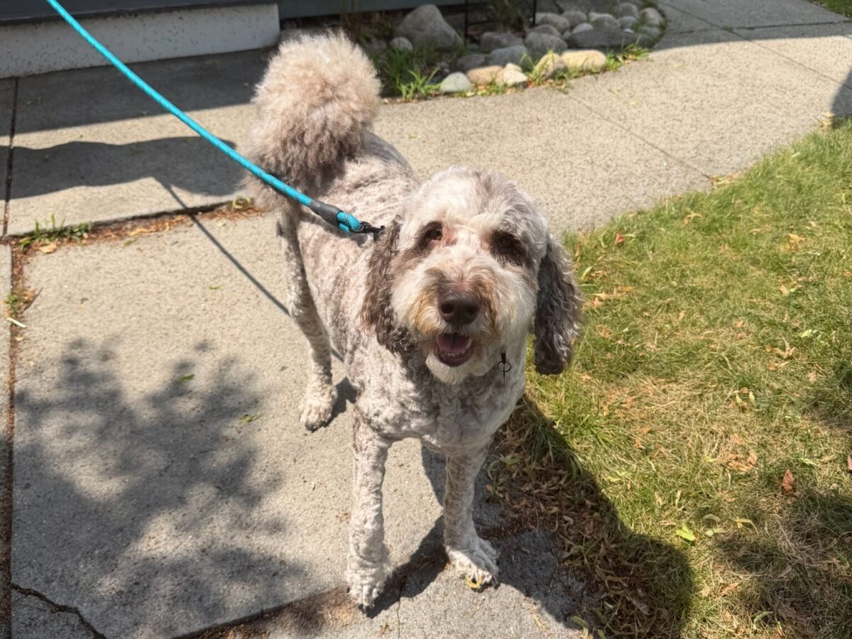 Teddy standing outside before leaving for Boston Logan Airport