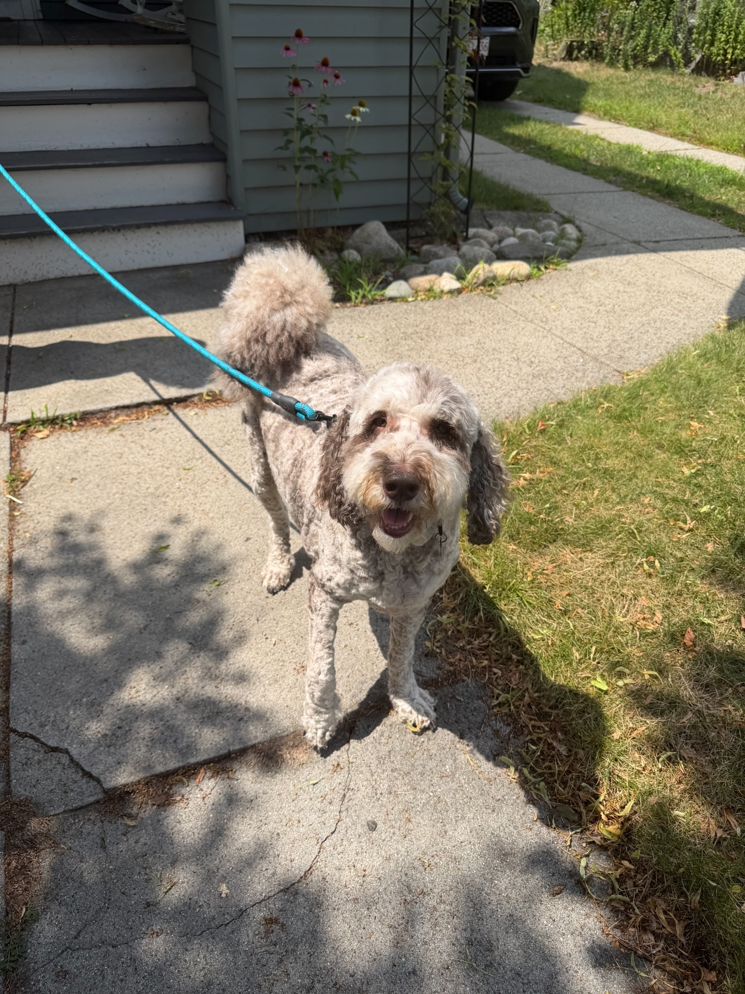 Teddy standing outside before leaving for Boston Logan Airport