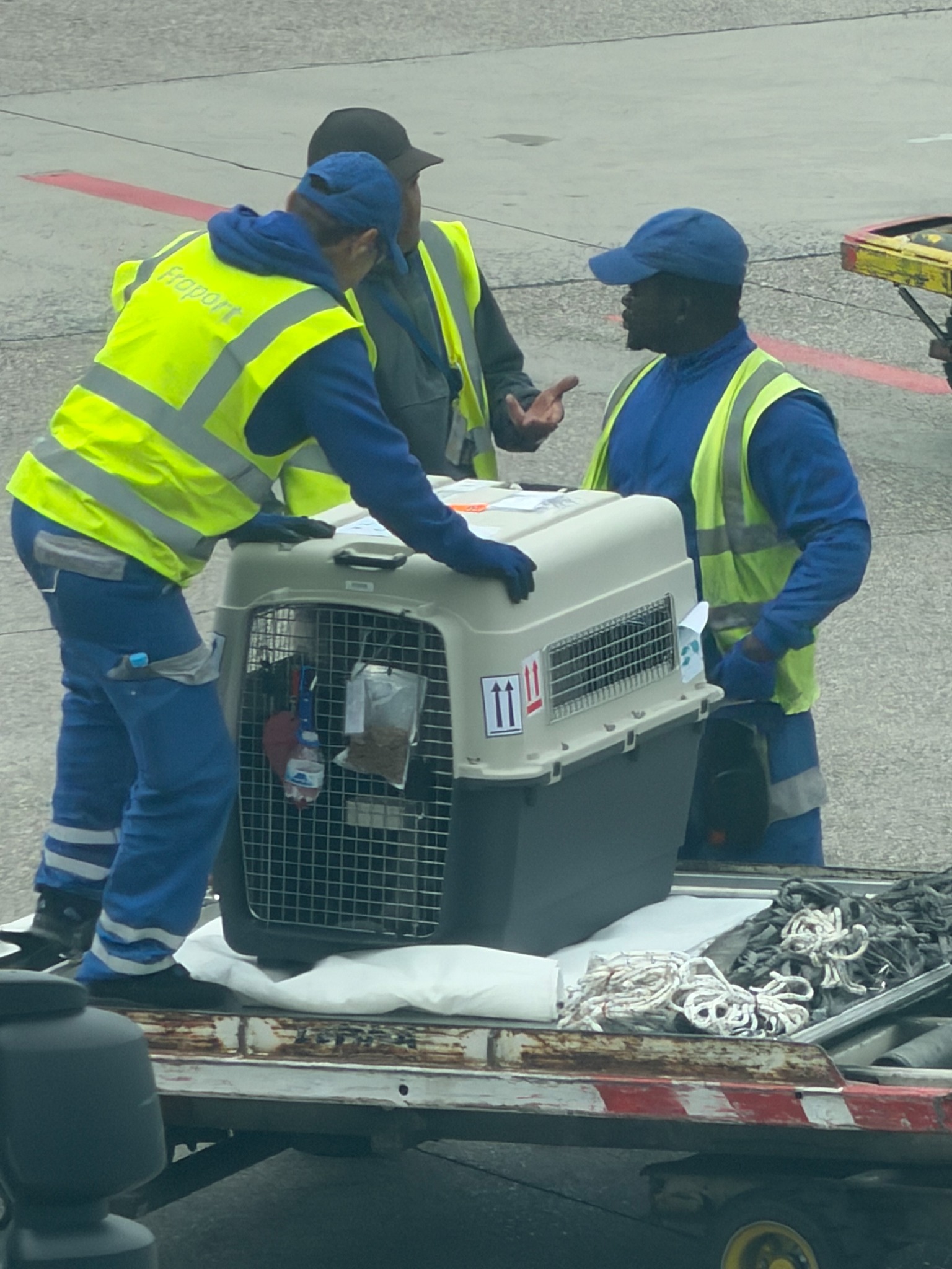 Frankfurt airport staff positioning Teddy's crate during his connection