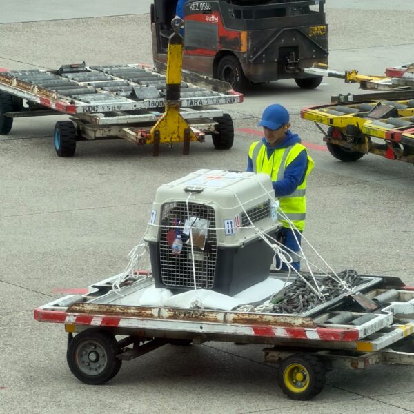 Teddy's travel crate secured on an airport cart for his onward flight from Frankfurt to Valencia