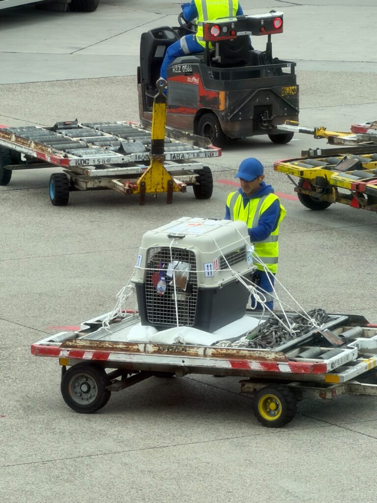 Teddy's crate secured for the onward flight from Frankfurt