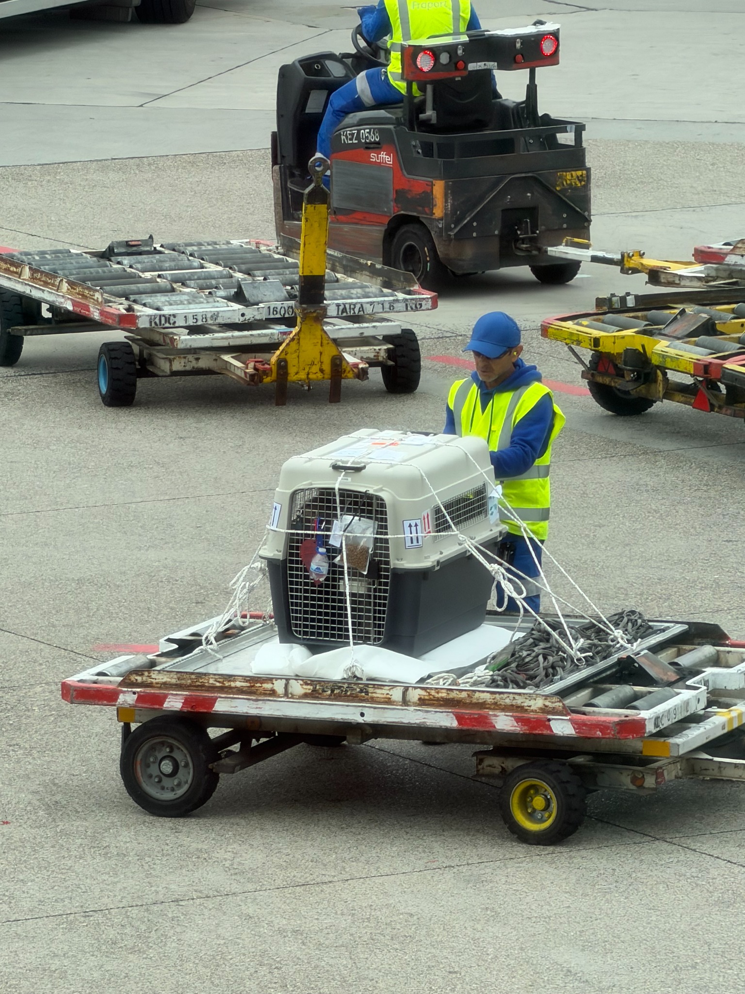 Teddy's crate secured for the onward flight from Frankfurt