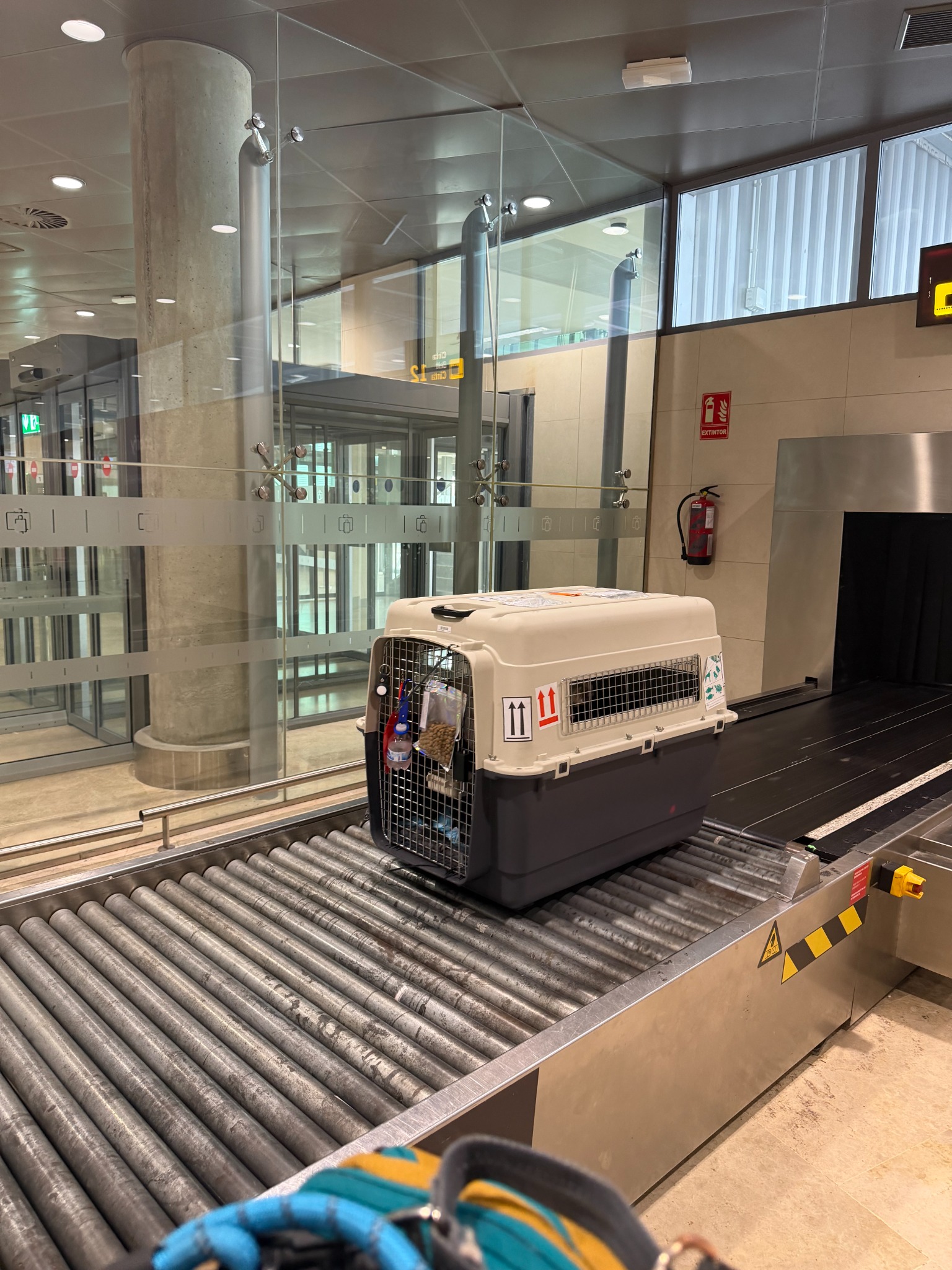 Teddy's travel crate arriving at baggage claim in Valencia