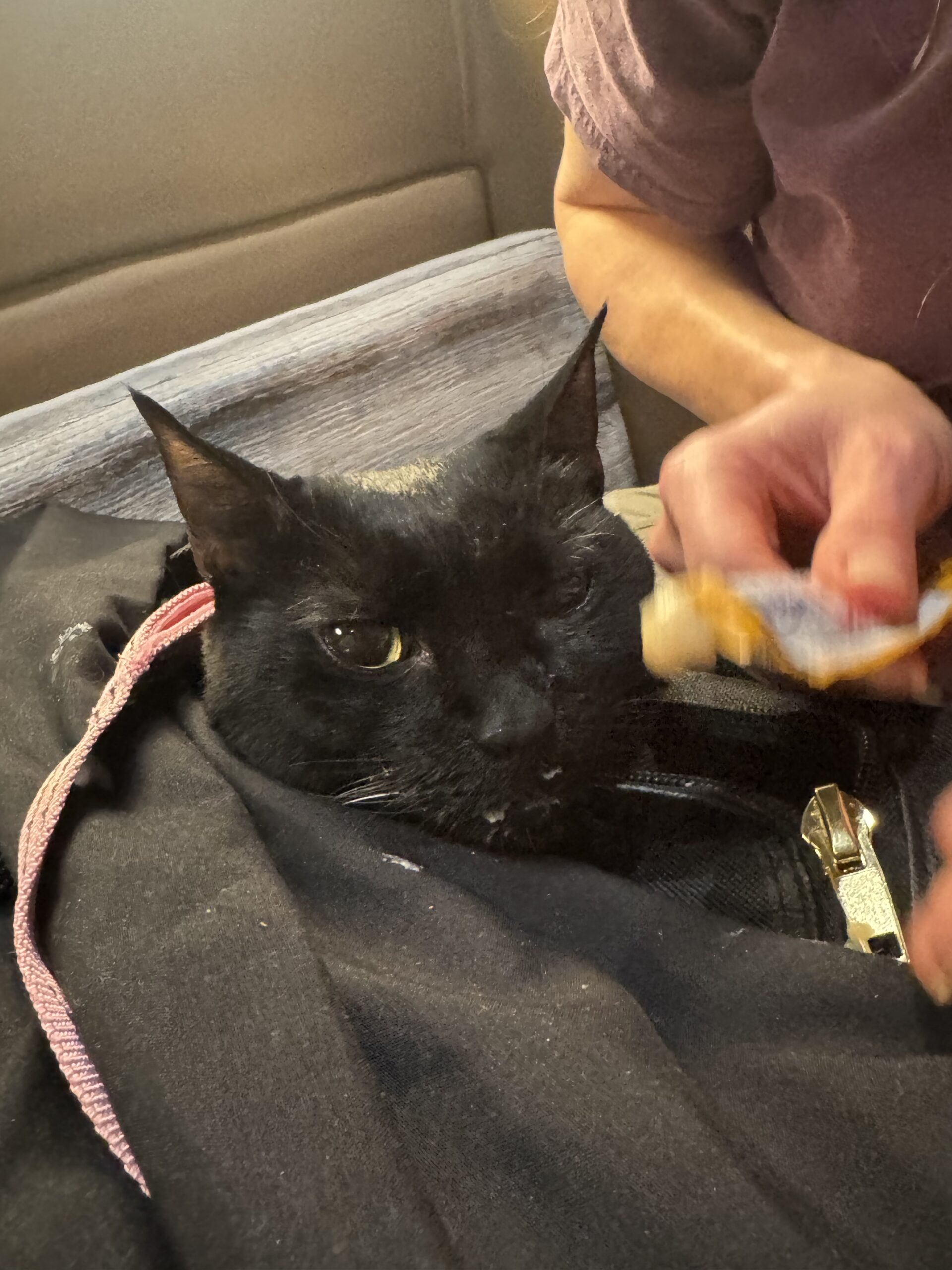 One of two black cats receiving a treat before the international flight from Boston to Paris