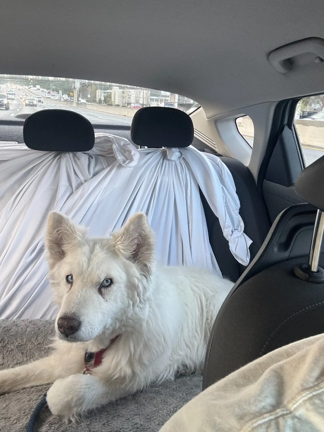 Senior husky mix Abby resting in a protected back seat during private ground transportation.