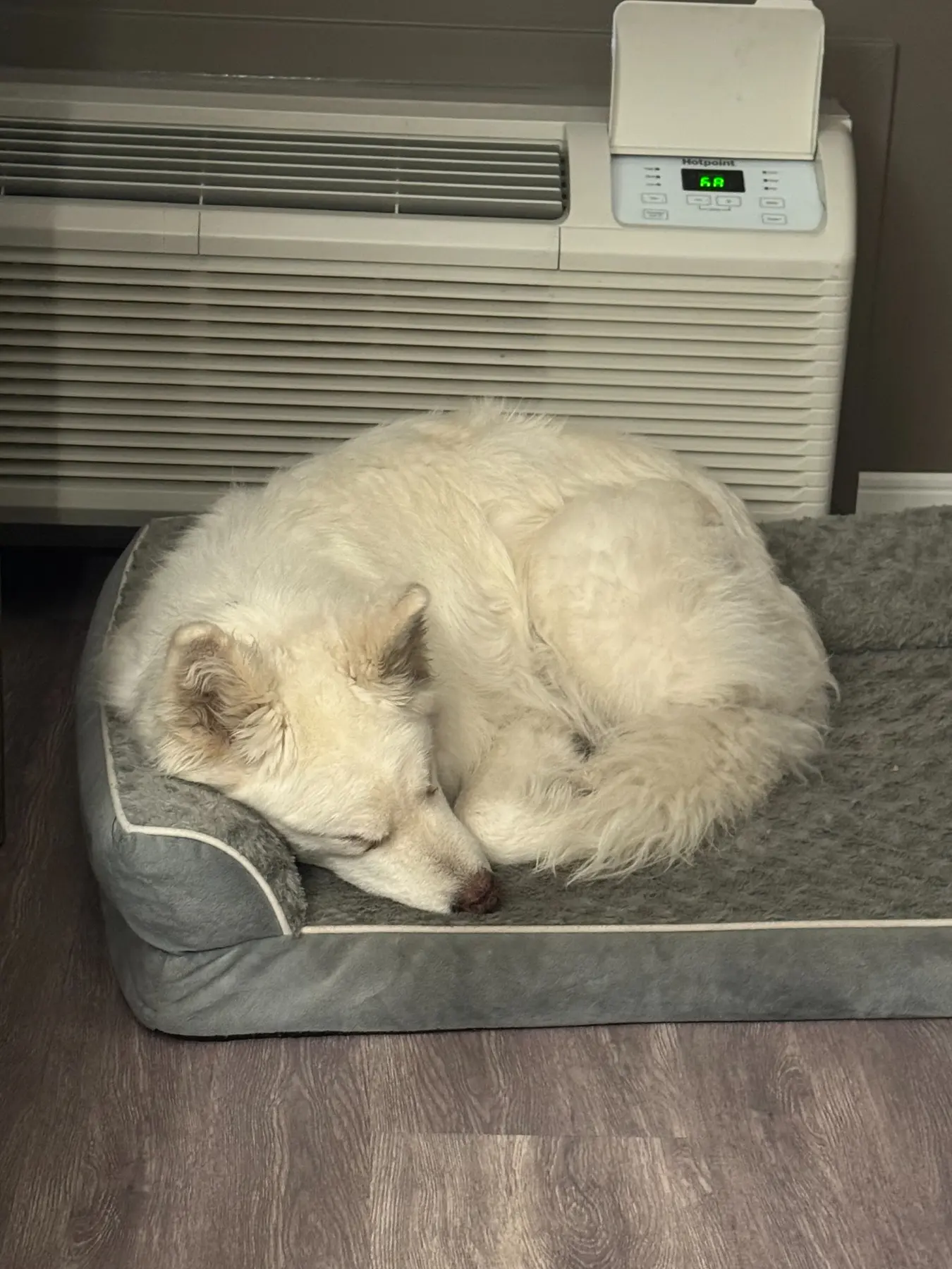 Senior husky mix Abby curled up asleep in a dog bed during her private ground transport journey.