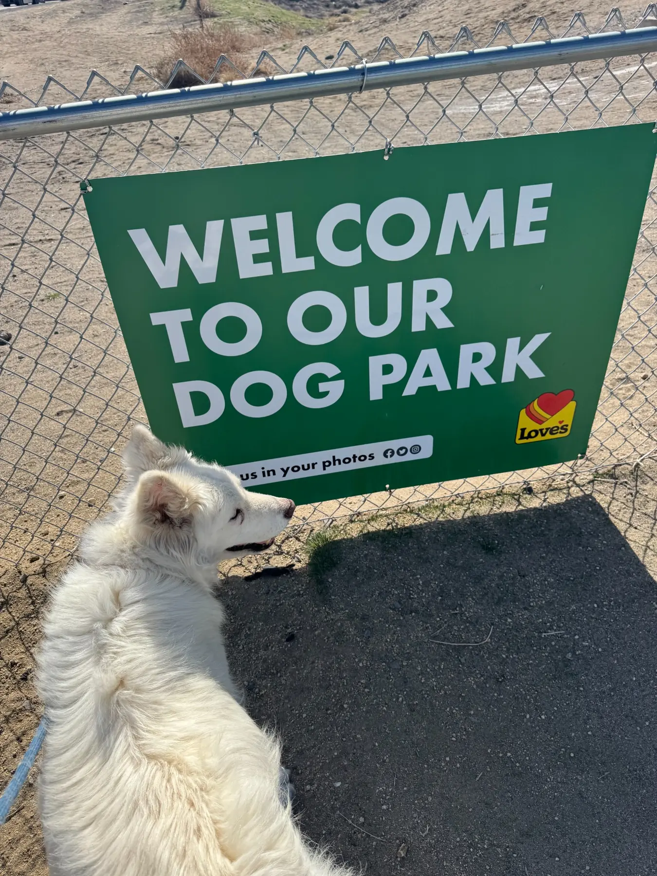 White senior husky mix Abby pauses beside a dog park sign during private ground transportation.