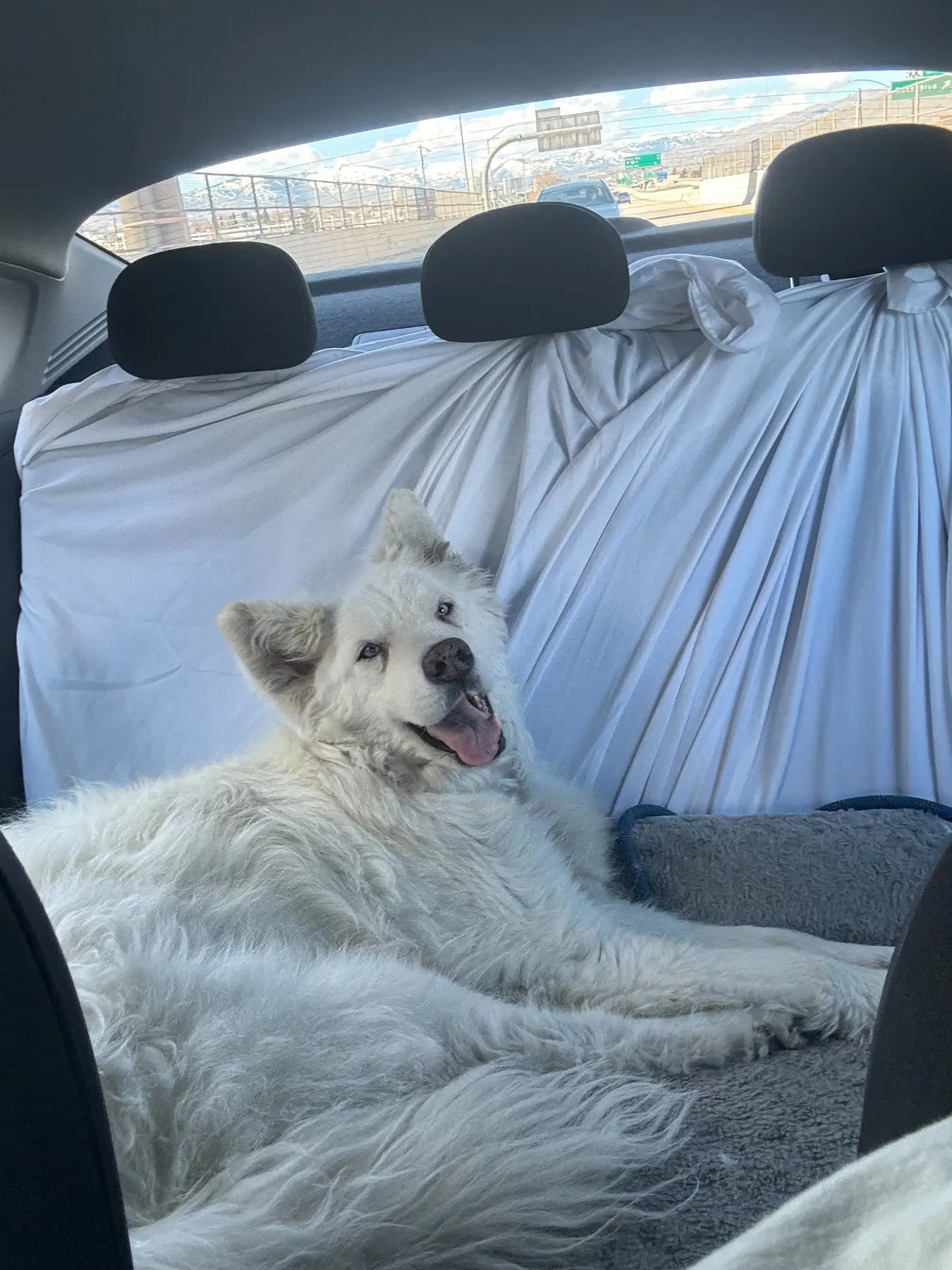 Senior husky mix Abby relaxing across a protected back seat during her private ground journey.