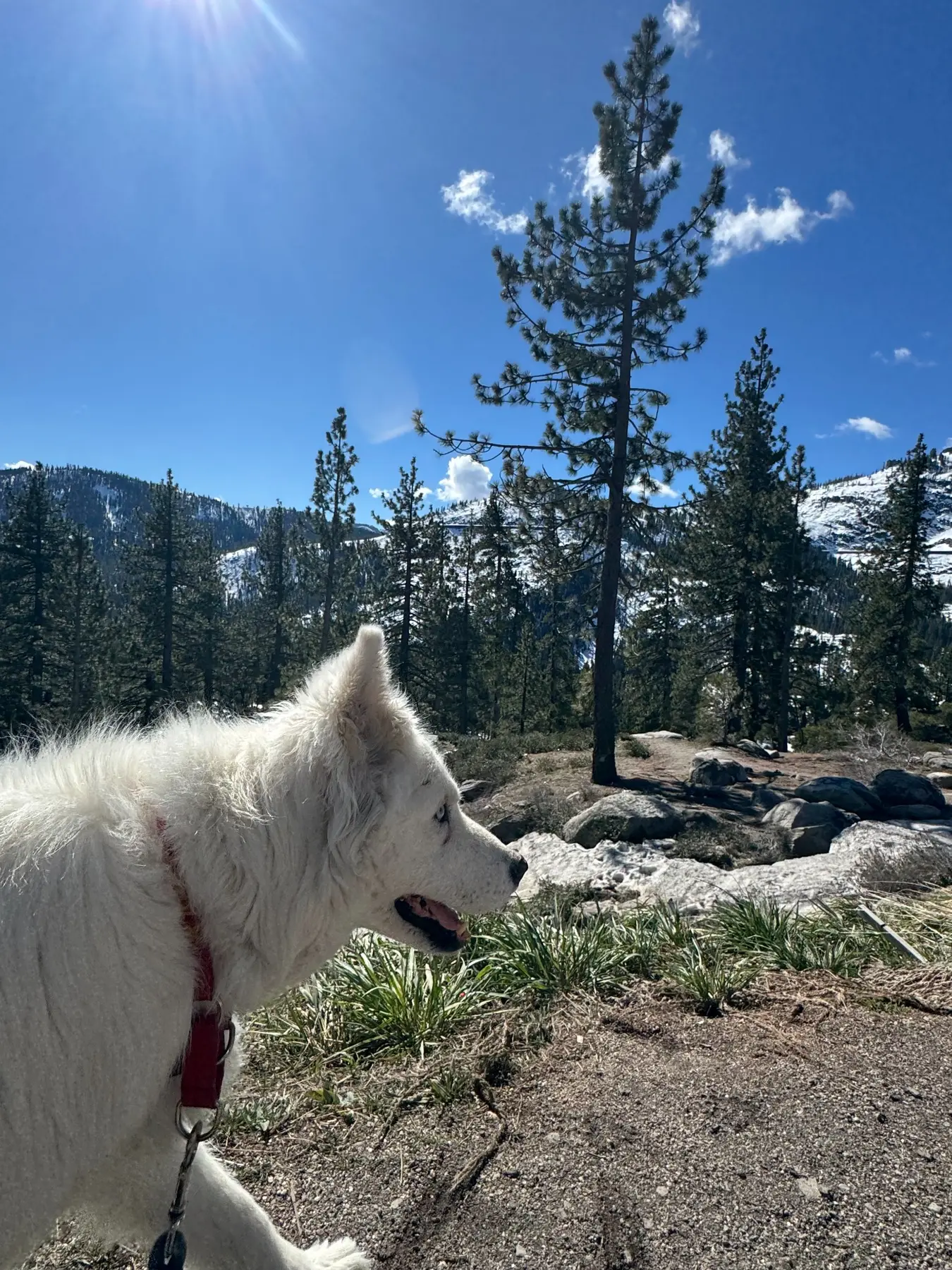 White senior husky mix Abby looking across a snowy mountain landscape during her cross-country trip.