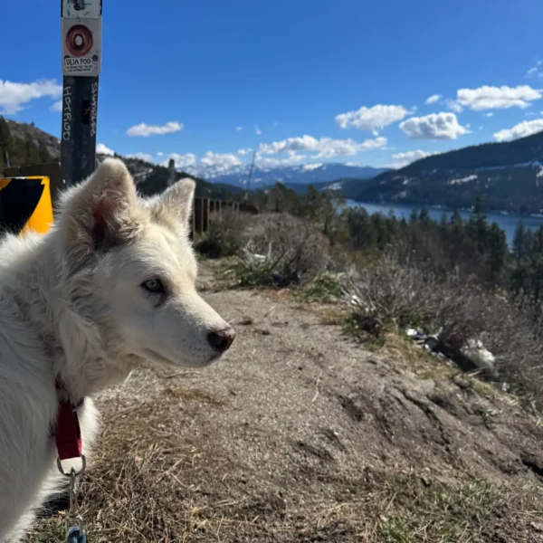 White senior husky mix Abby with blue eyes at a mountain overlook during her journey from San Francisco to Columbus.