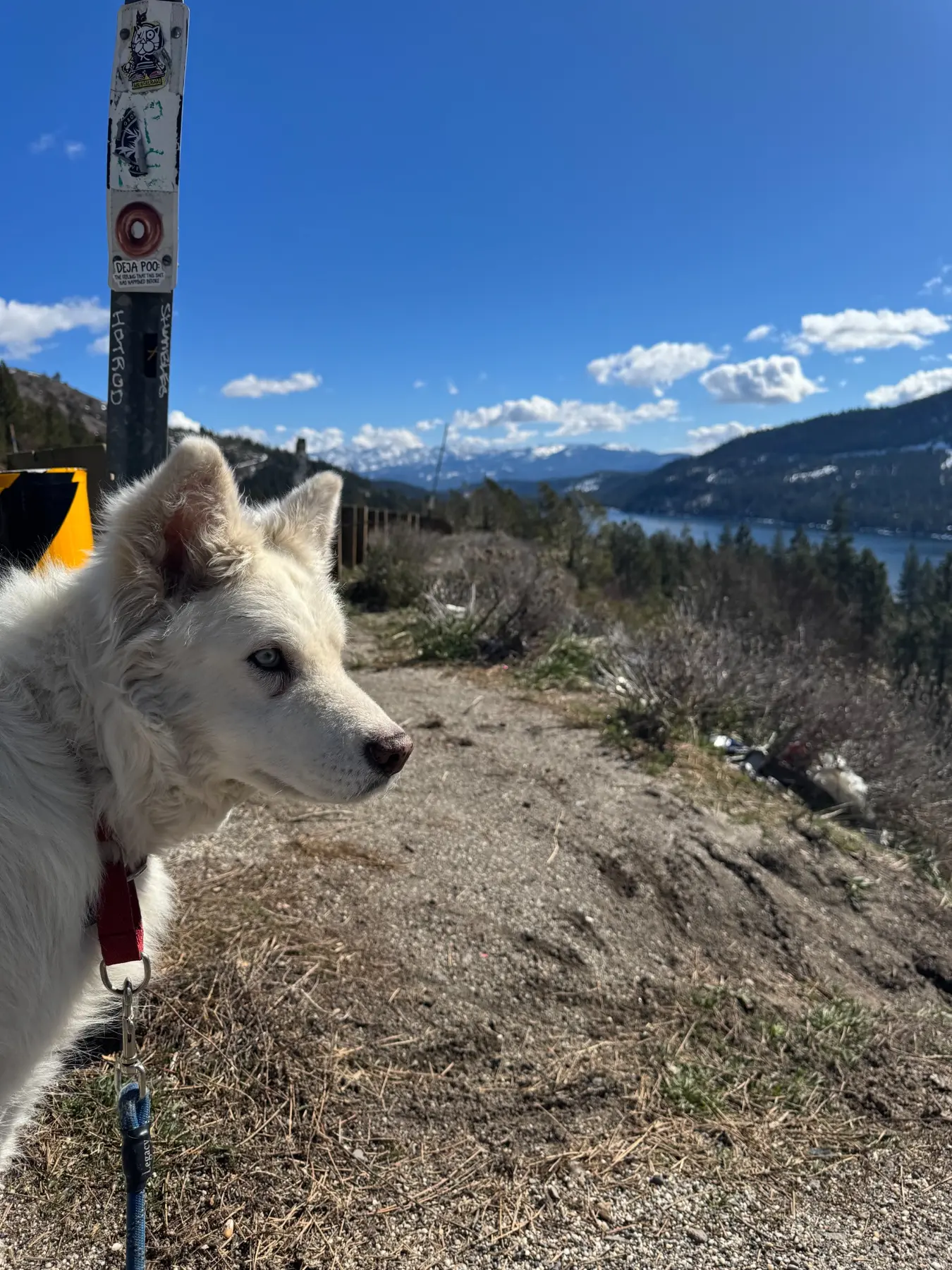 White senior husky mix Abby with blue eyes at a mountain overlook during her journey from San Francisco to Columbus.