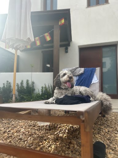 Teddy relaxing on a poolside lounge chair at his new home in Valencia