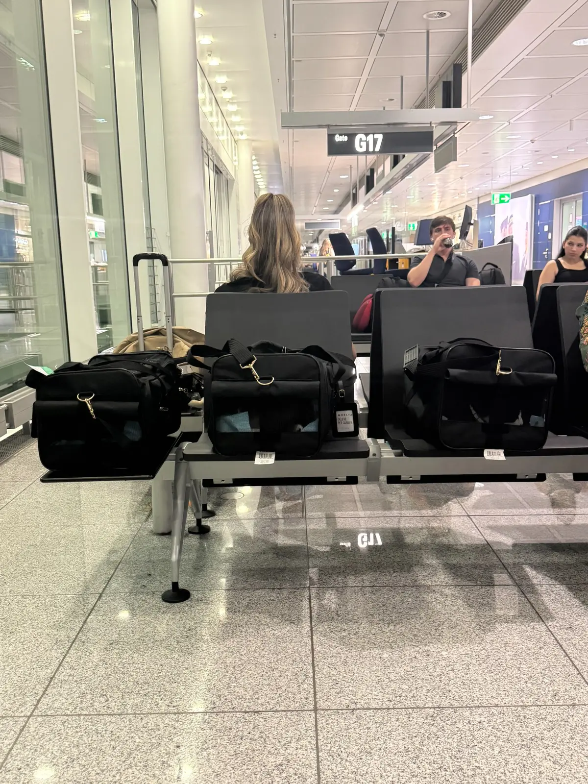 Three soft-sided cat carriers holding Mary, Stella and Oscar at an airport gate during their journey to Bulgaria