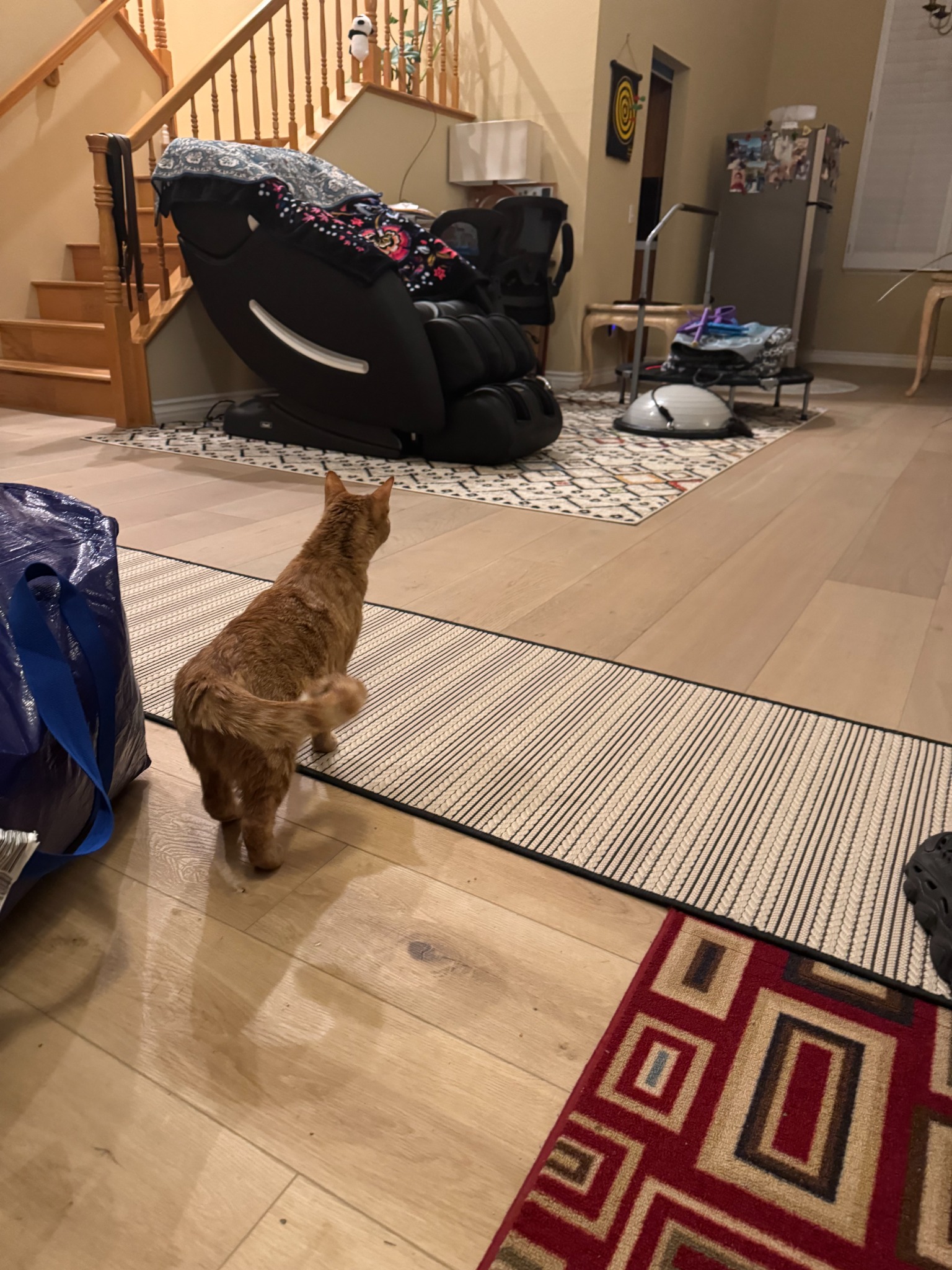Cashew exploring her new home near Los Angeles after her escorted journey