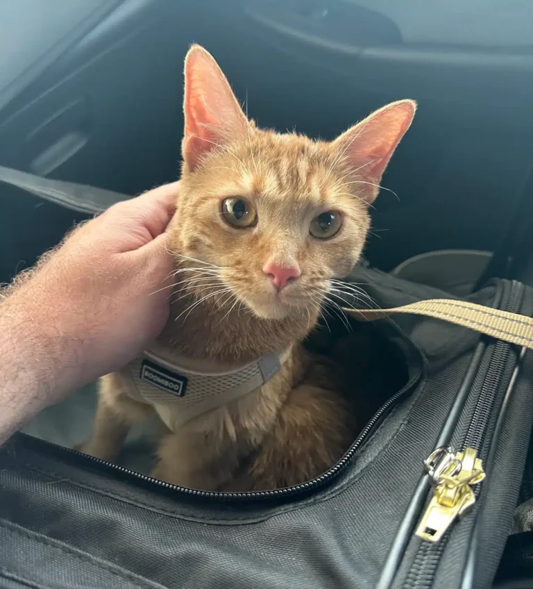 Ginger cat traveling in cabin with Cabin Companions