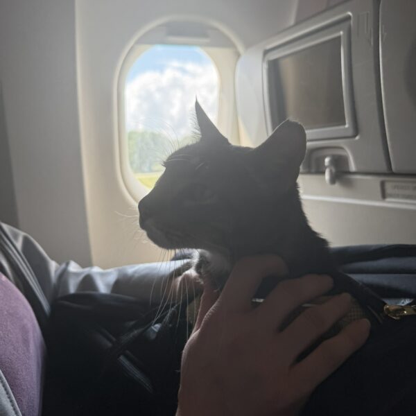 A black cat traveling in the airplane cabin on the journey to Cancún
