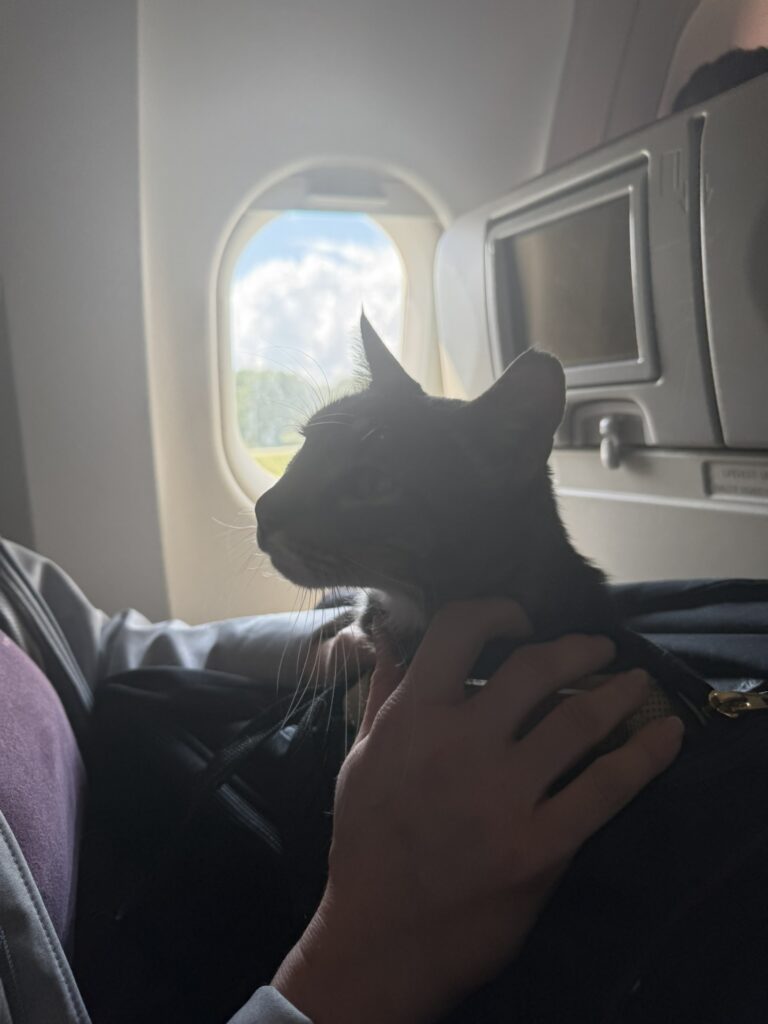 A black cat traveling in the airplane cabin on the journey to Cancún