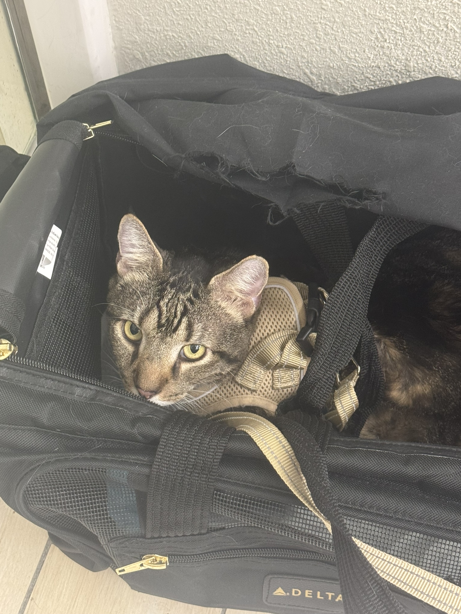 One of the three cats resting securely in a soft-sided airline carrier