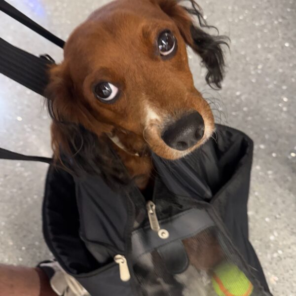 Dash’s Round-Trip Journey: Boston, Massachusetts ↔ Los Angeles, California