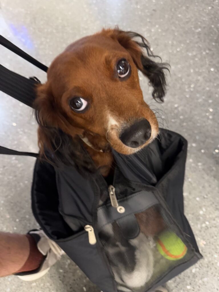 Dash looking up from his travel bag at the airport